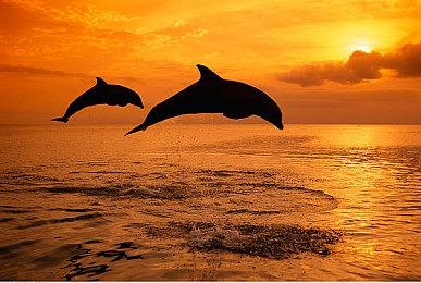 《星球大战：亡命之徒》开发完毕 开始送厂压盘