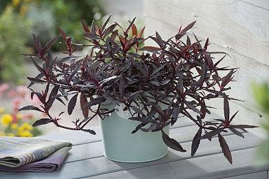 《暗影诅咒：复刻版》上架Steam 三上真司参与制作